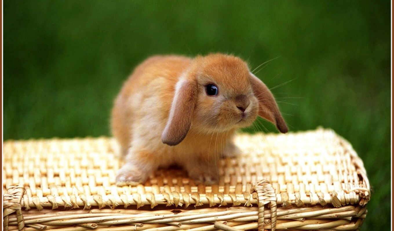 small, rabbits