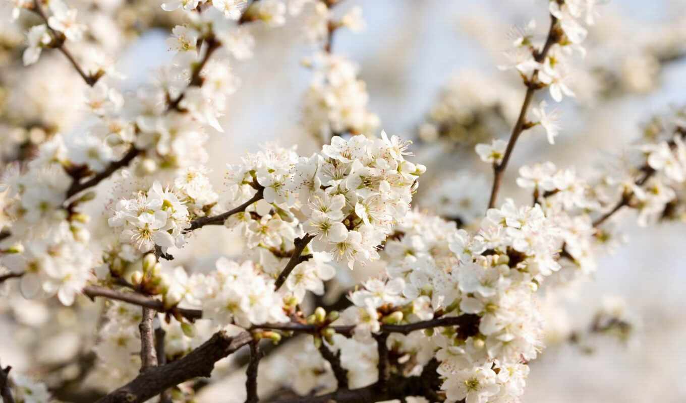 nature, white, cherry, flowers, blossom, berry, blossoms, blooming
