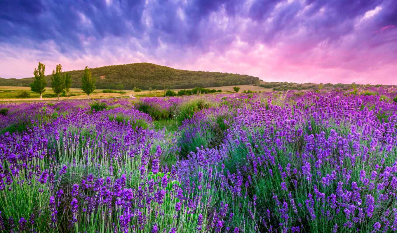 природа, небо, поле, landscape, cvety, lavender, rising