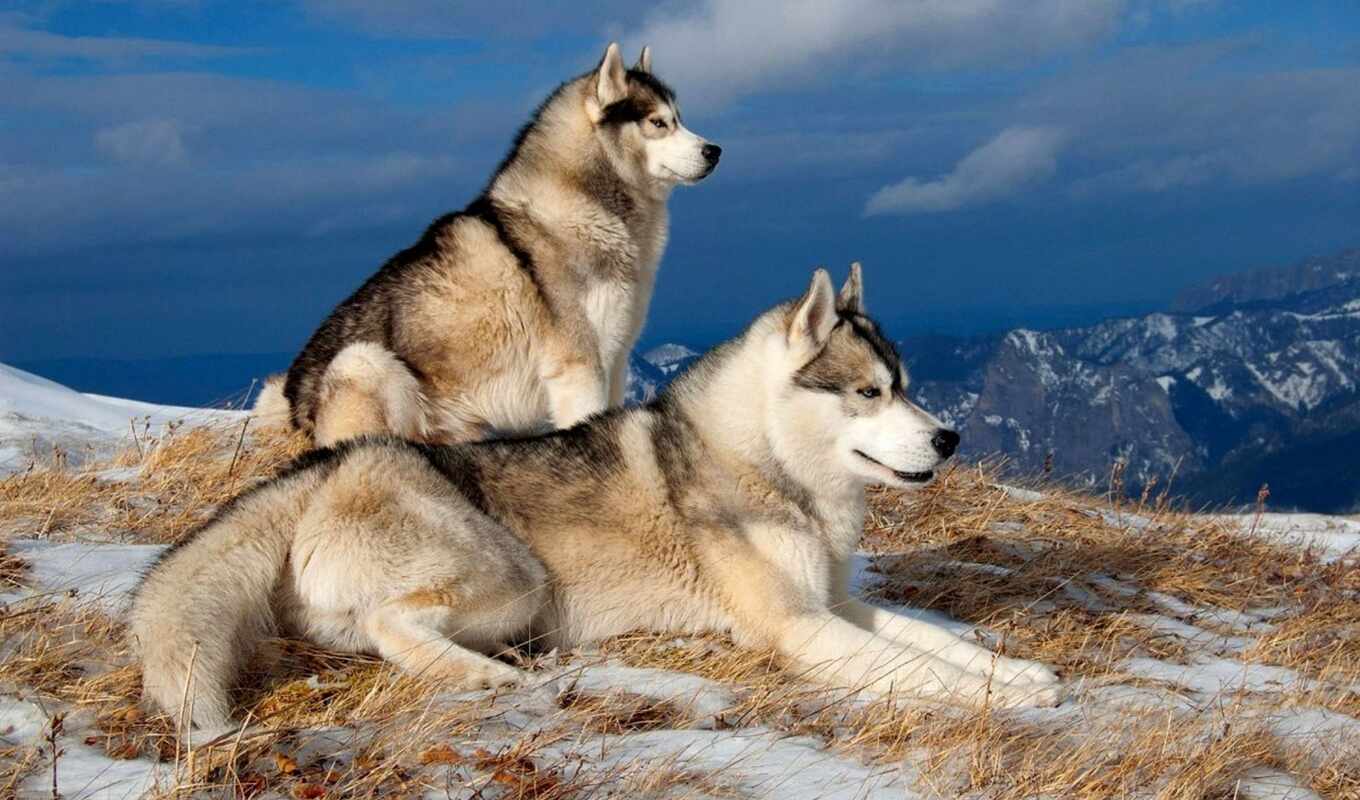 snow, winter, dogs, husky, cold, zhivotnye, mountains