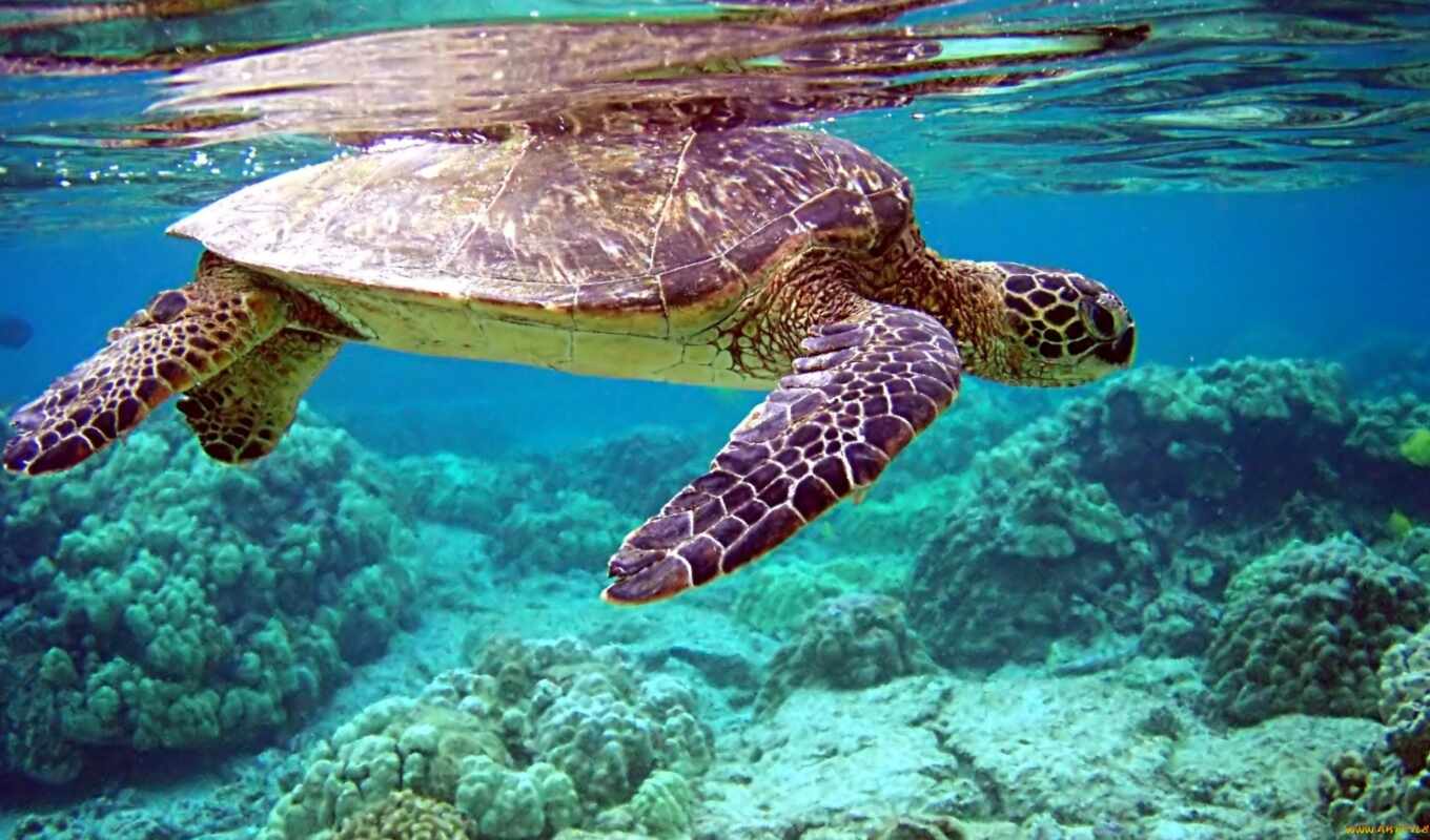 turtle, underwater