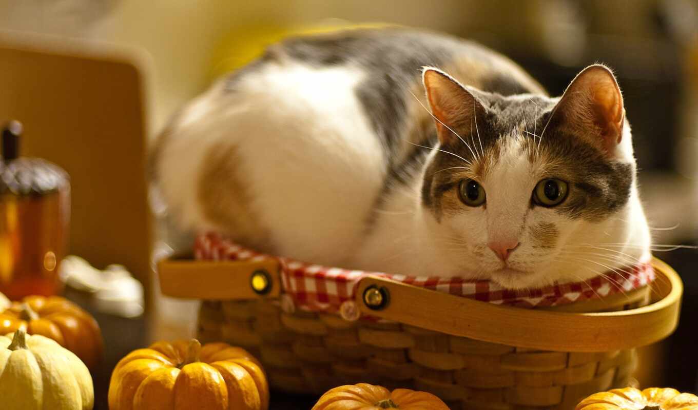 cat, cats, pumpkin, feeding