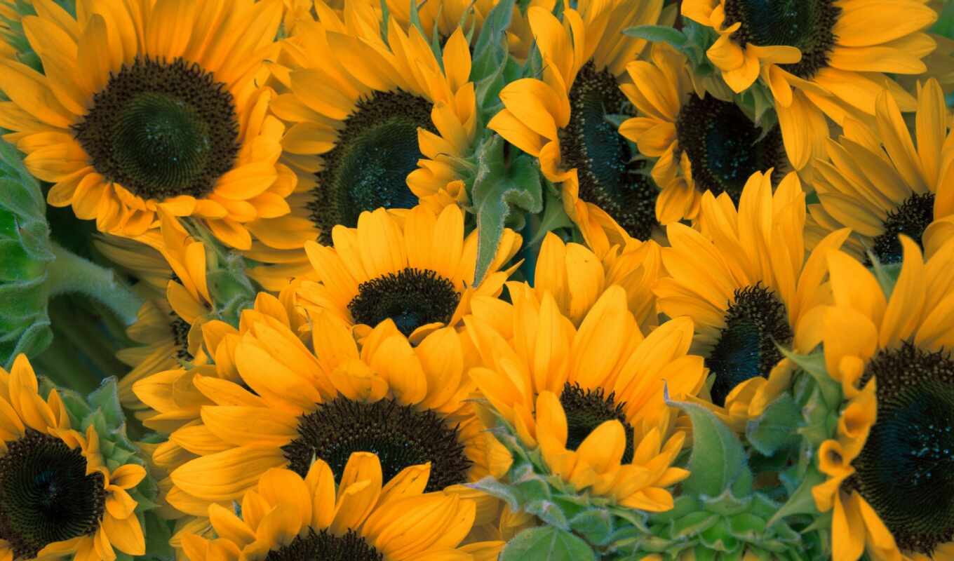 sunflower, sunflowers, cvety