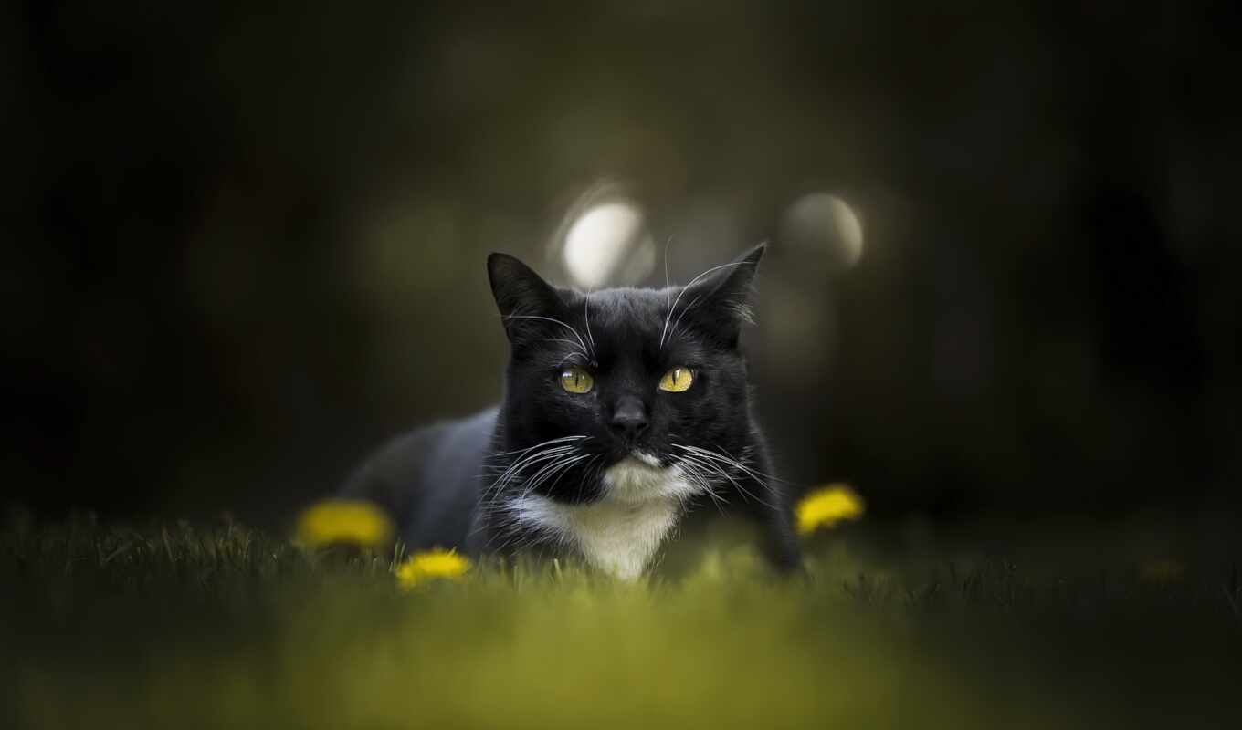 black, white, зелёный, кот, portrait, british, animal, красивый