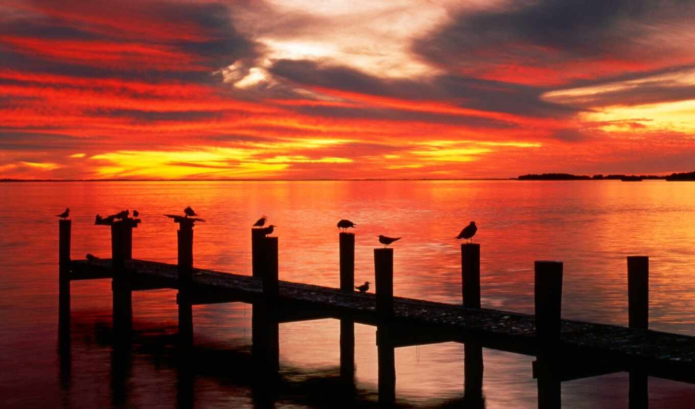 nature, sunset, pier, bird, florida