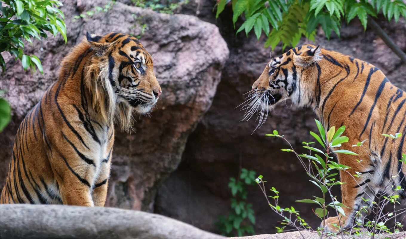 cat, see, tiger, pair, sumatran