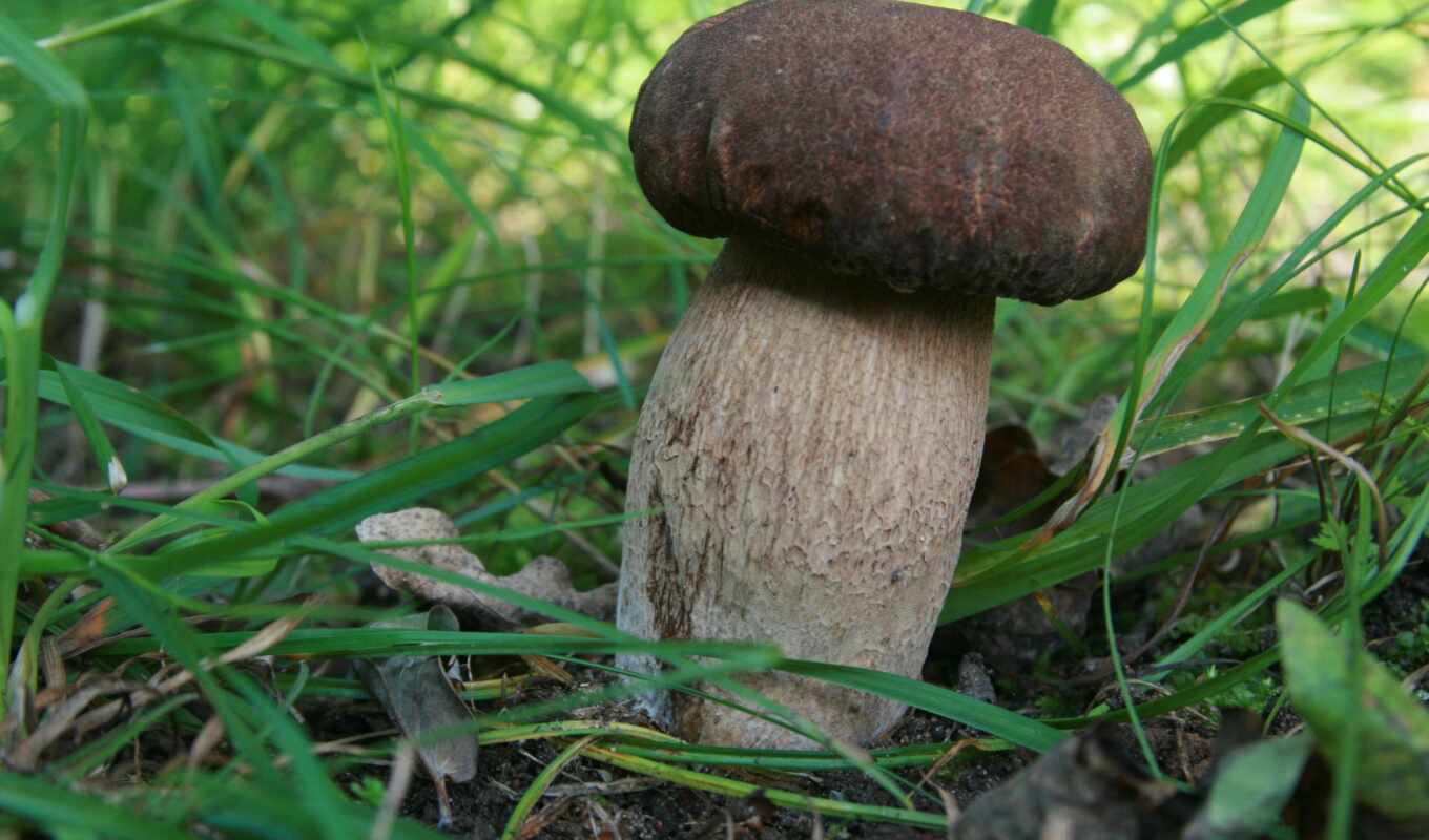 desktop, free, full, available, mushroom