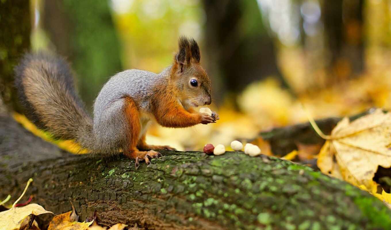 nature, meal, picture, forest, autumn, squirrels, zhivotnye, nuts