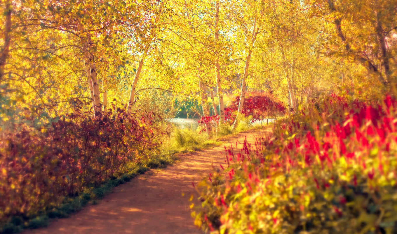 nature, forest, high, autumn, foliage, trees, path, track, good, legends
