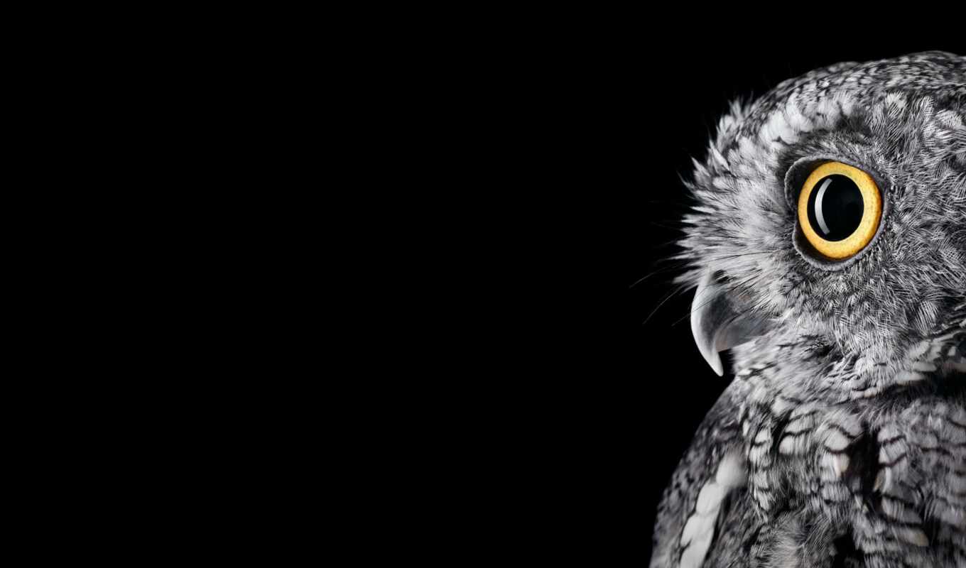 light, owl, of the, inch, microsoft, monoblock, cb, feathers, newwallpapers, surfacestudio