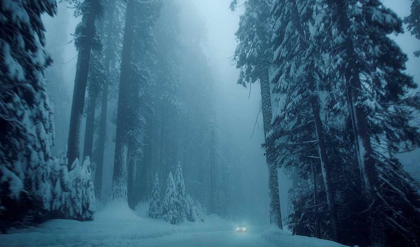 nature, collection, winter, forest, forest, fog