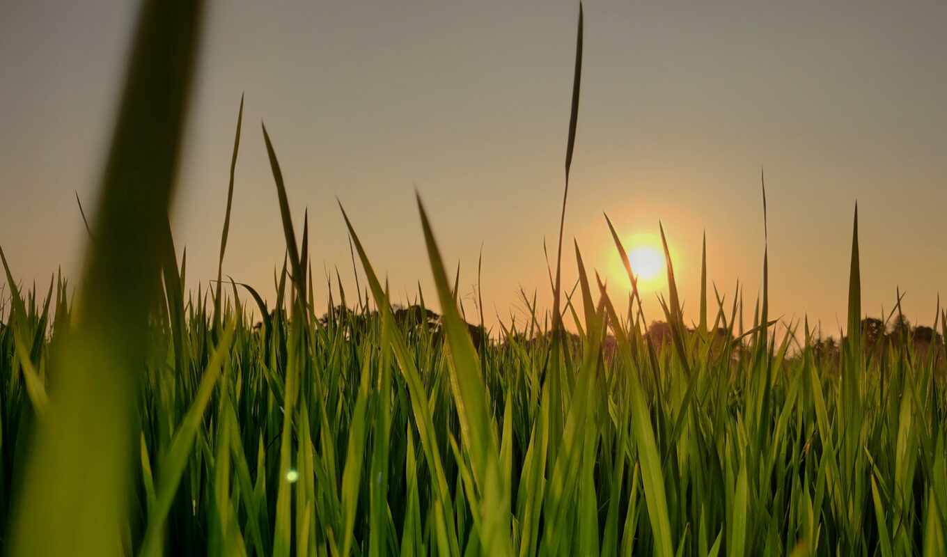 поле, sun, рассвет, трава, paddy, рис, preview, зелёный, india
