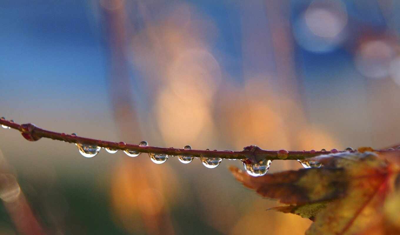 rain, photo assembly, autumn, your, branch, list, ťţţłł, a drop, photo wallpapers, makryi, hachkovyi