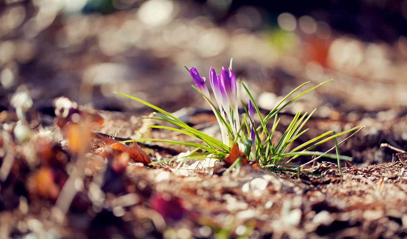 природа, цветы, дерево, purple, поле, весна, растение, side, крокус, размытость