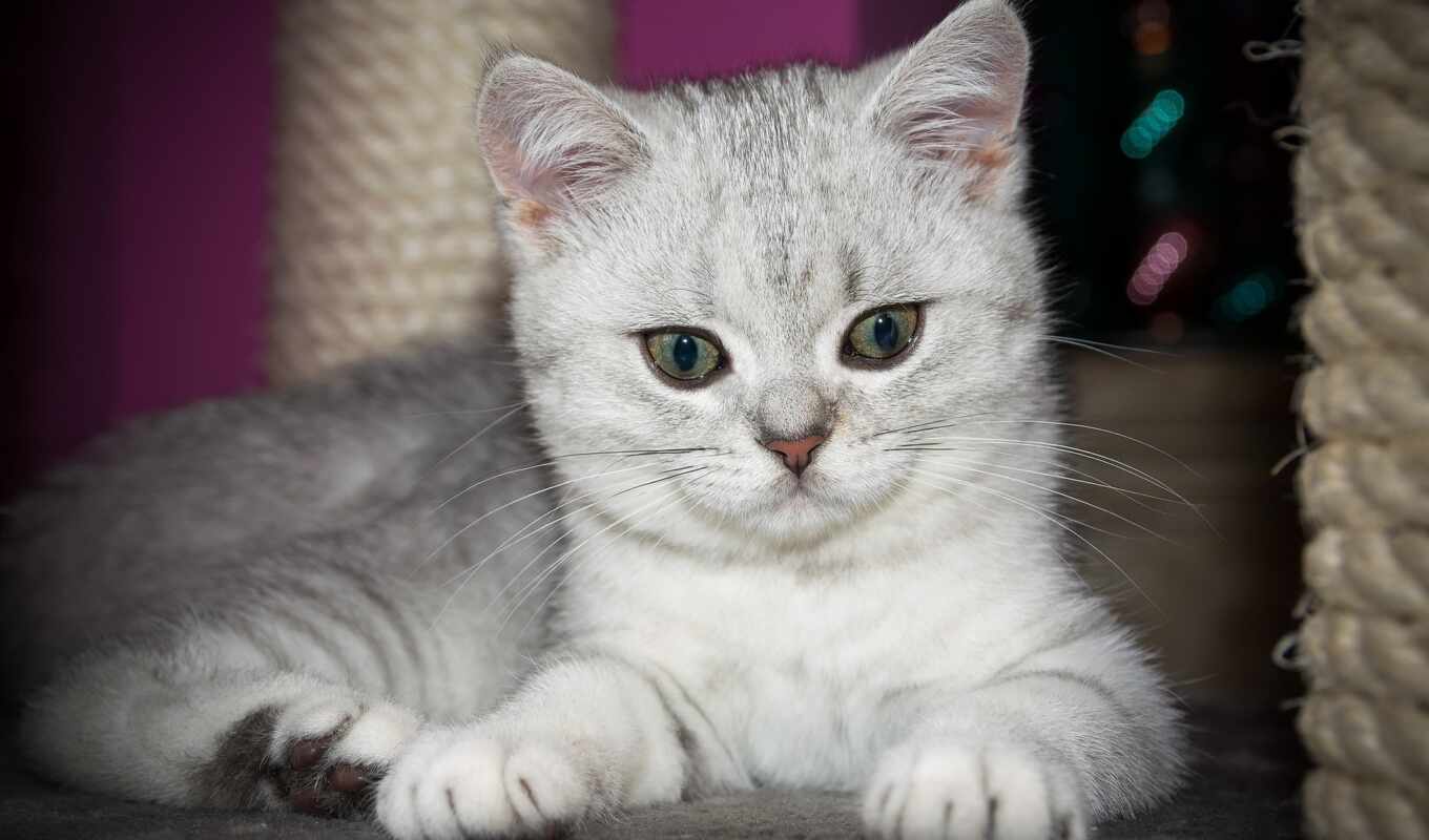 кот, cute, portrait, british, grey, короткошерстный, domestic, gambar, gratis, pixabay, katze