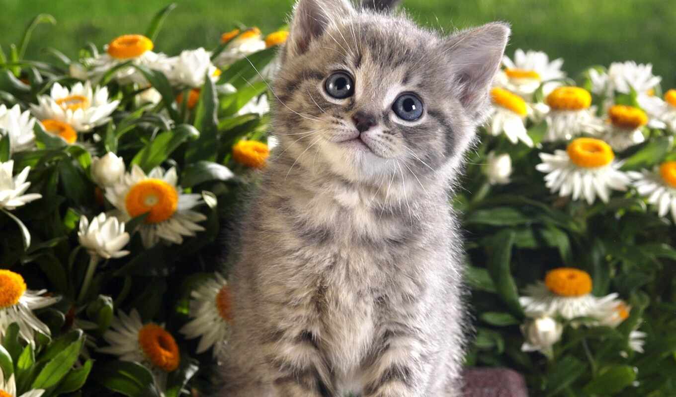 flowers, cat, cute, kitty, animal