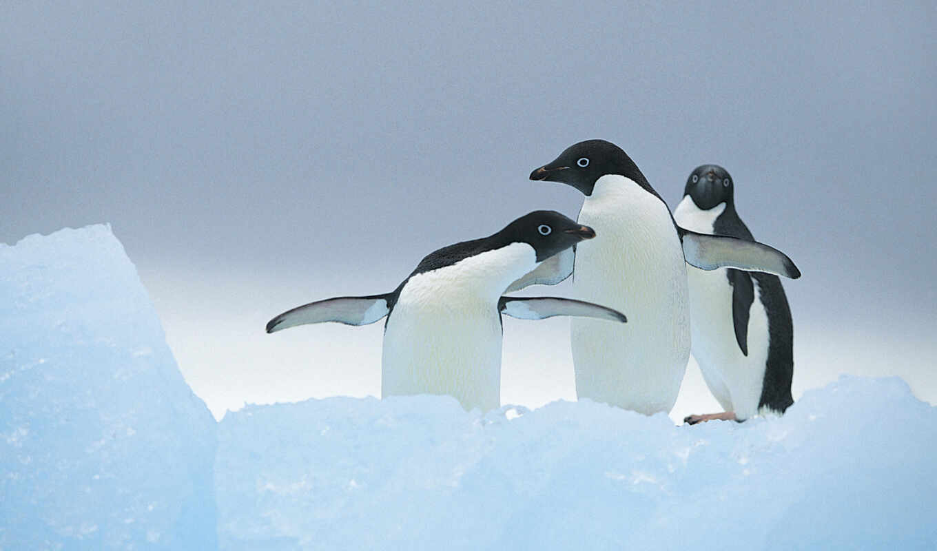 wild, animal, пингвин