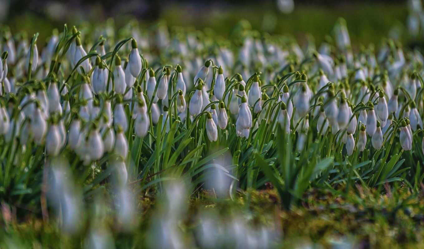 цветы, весна, fleur, many, подснежник