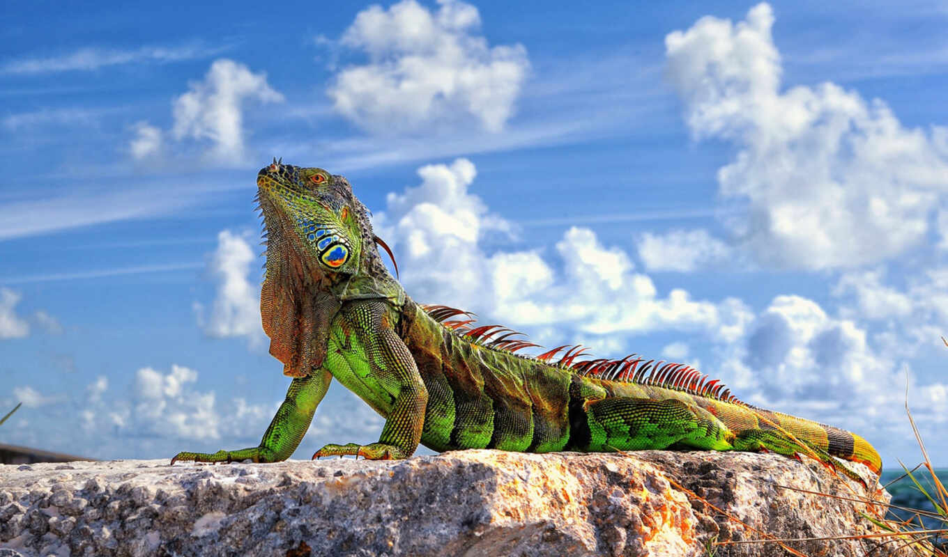 году, iguana, была, научно, описана, шведским, карлом, врачом, обыкновенная, линнеем, десятом