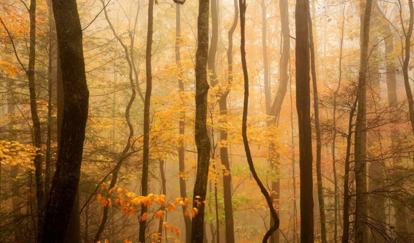 природа, лес, осень, тумане, plants