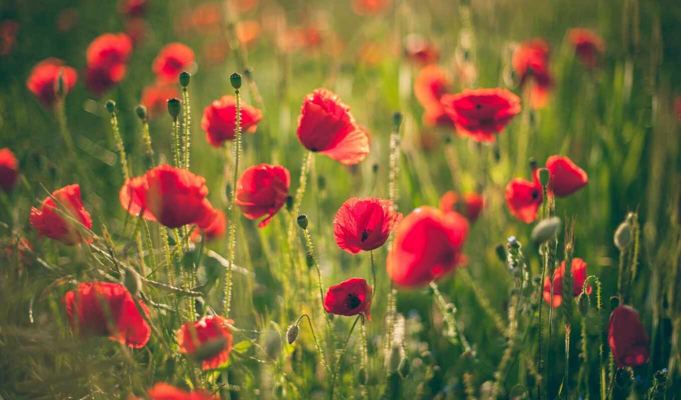 flowers, Red, grass, poppies