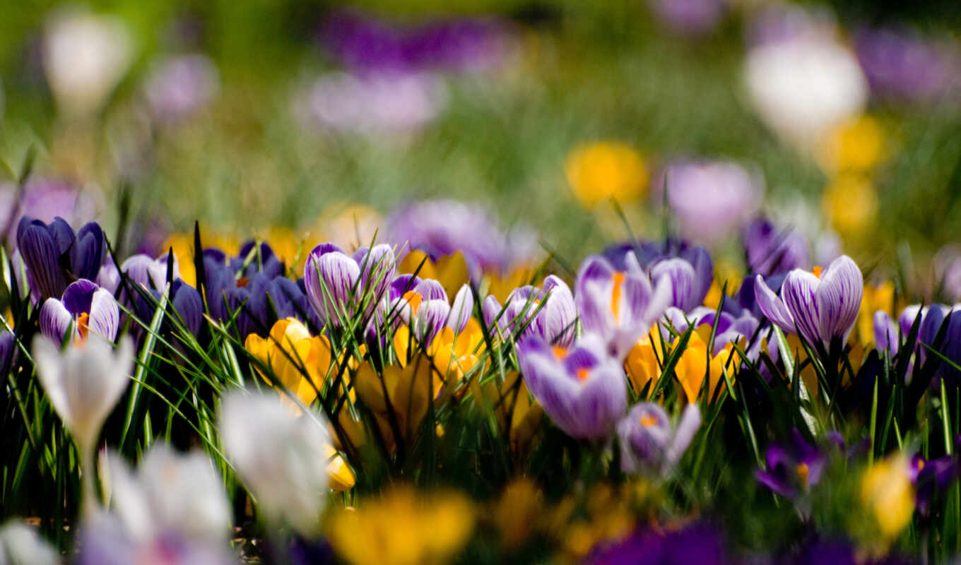 spring, yellow, lawn, crocuses, cvety, purple, primroses