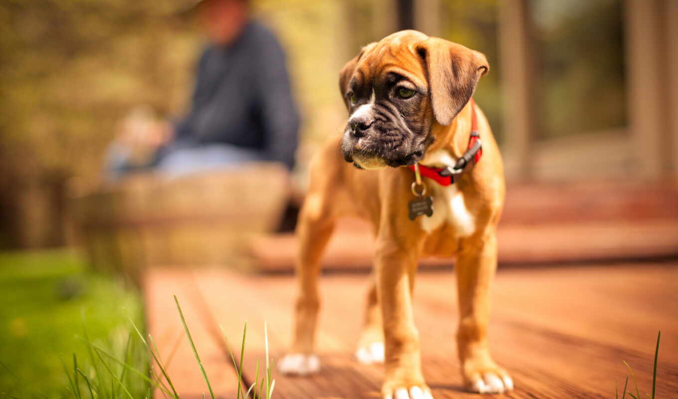 desktop, free, picture, background, puppy, animals, dogs, perro, boxer