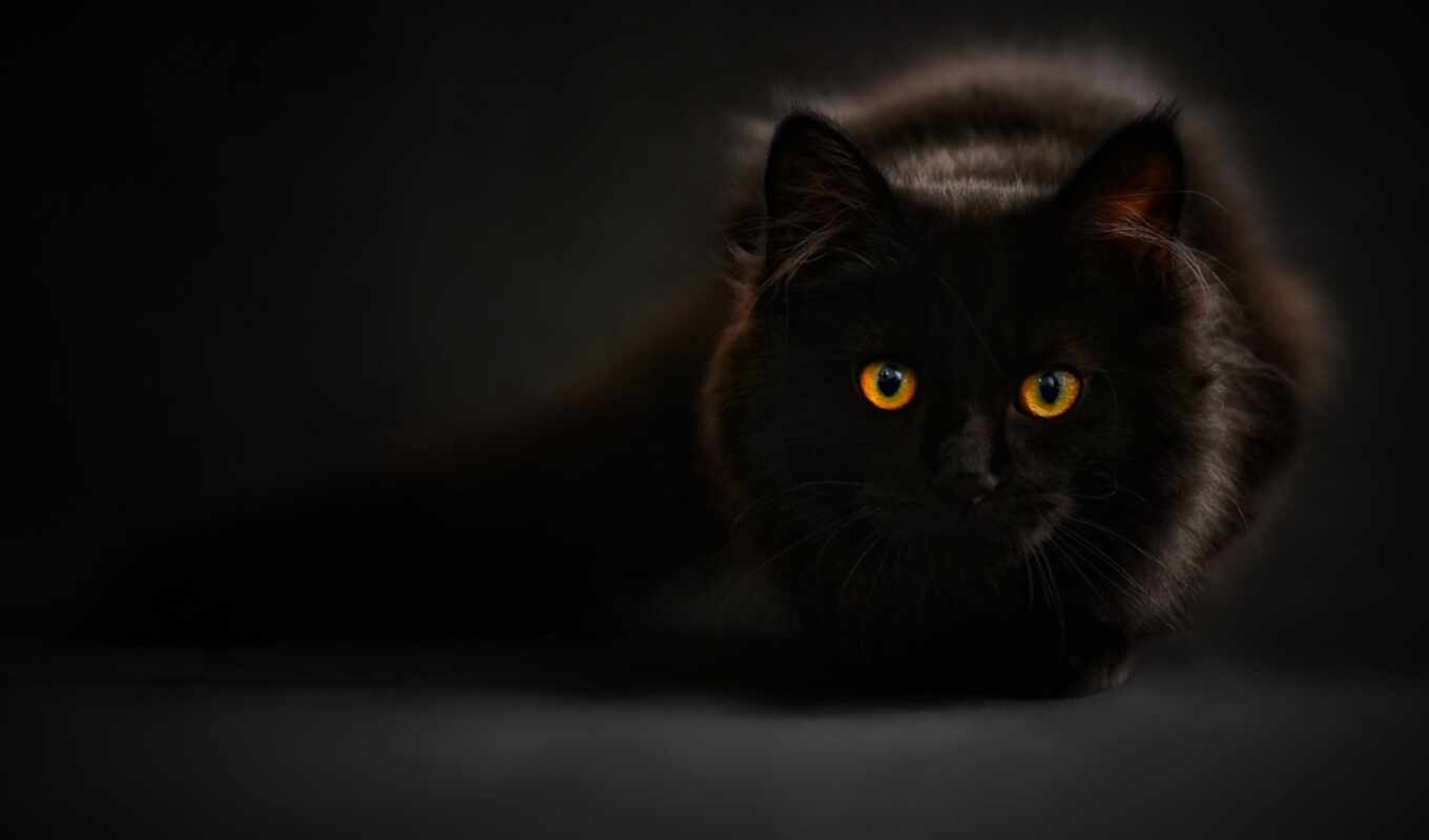 black, fone, черном, черная, кот, глазами, кошки, жёлтыми