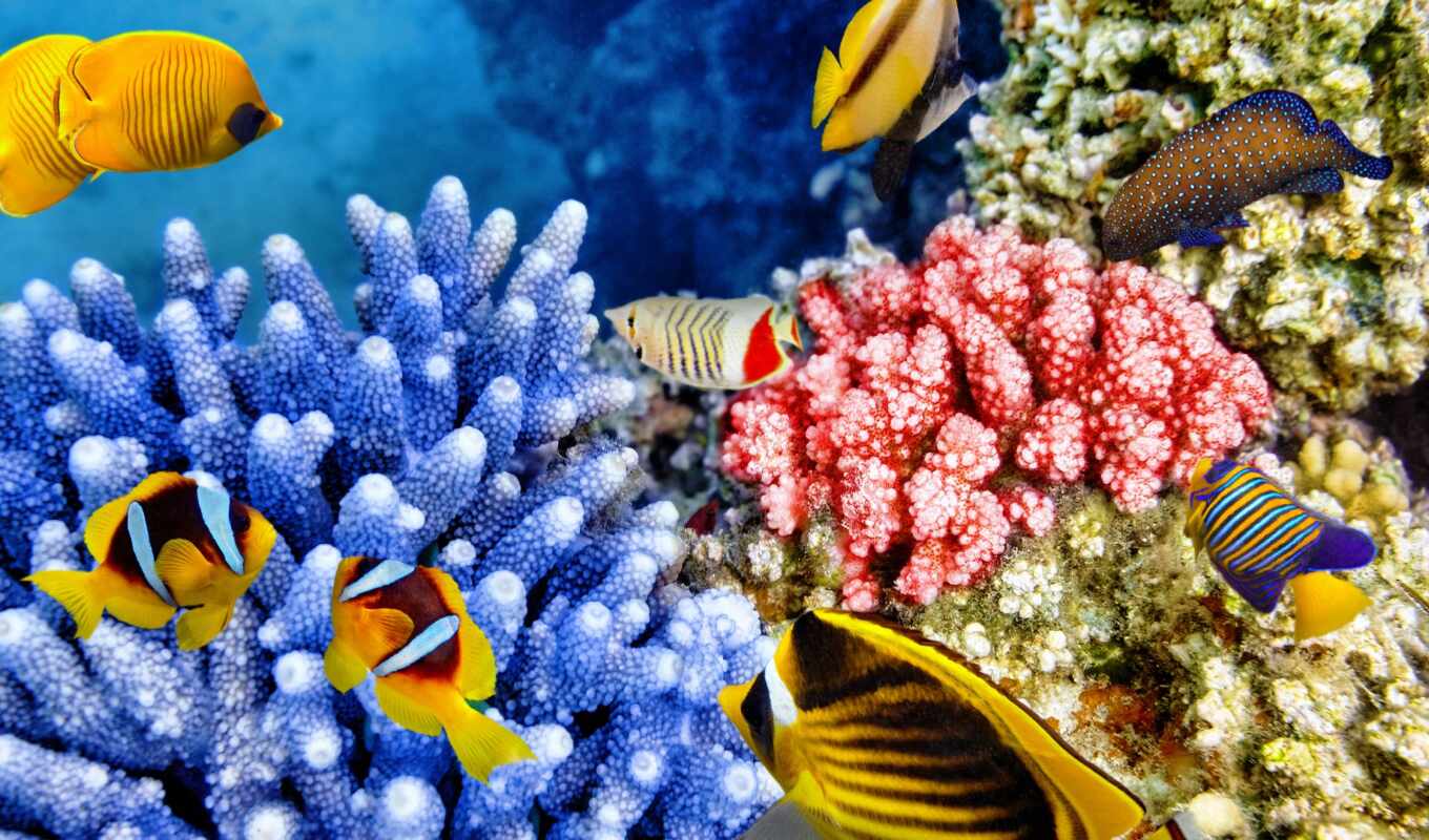 риф, coral, underwater, world, купить, ценам, 