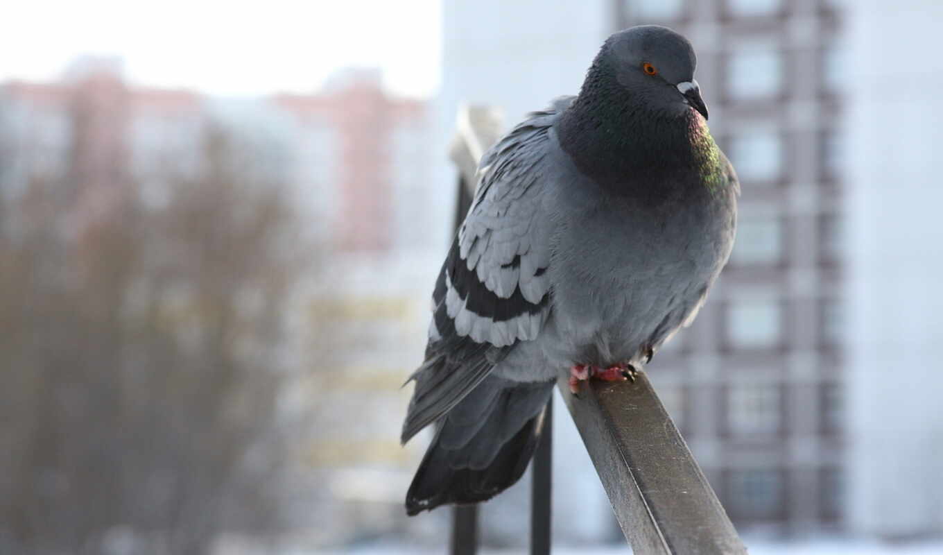 at home, winter, sits, pigeon, zhivotnye, pigeons, birds, blues, food