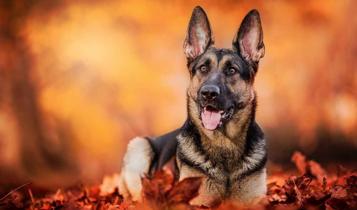 mobile, sheet, smile, dog, autumn, awesome, mouth, german, device, pet