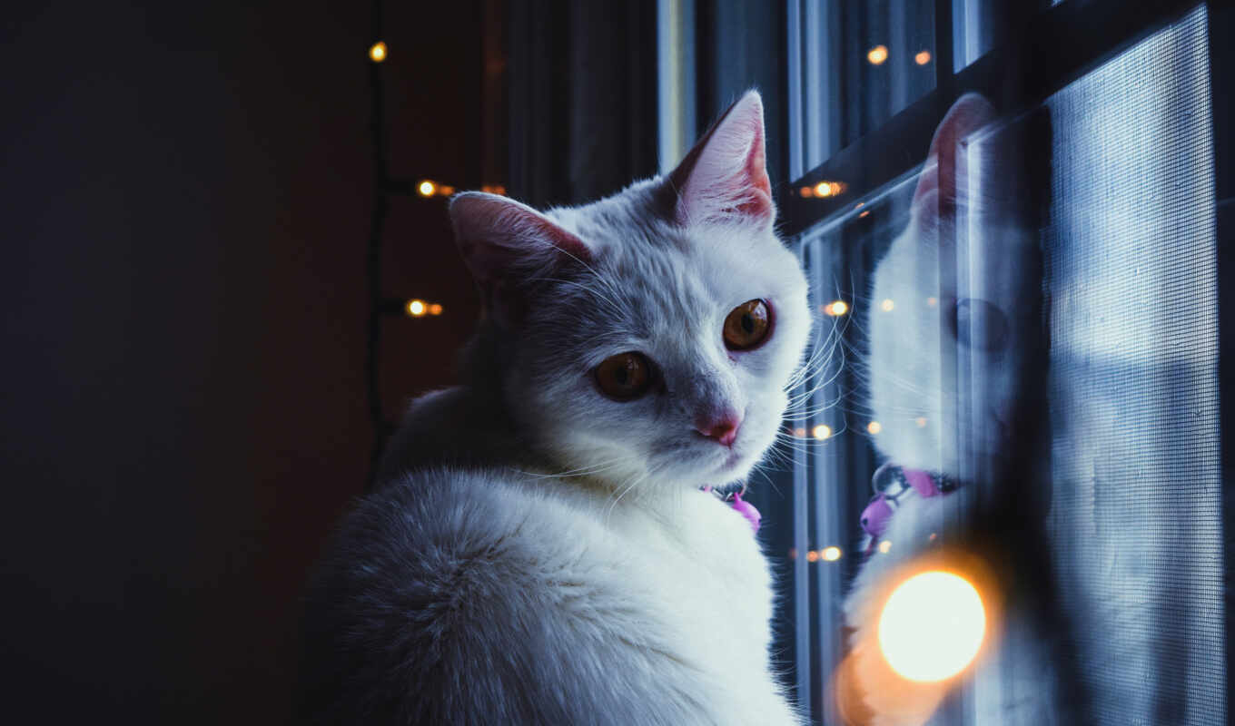 взгляд, white, окно, кот, эстетика, коты, kitty, назад, oglyanutsya
