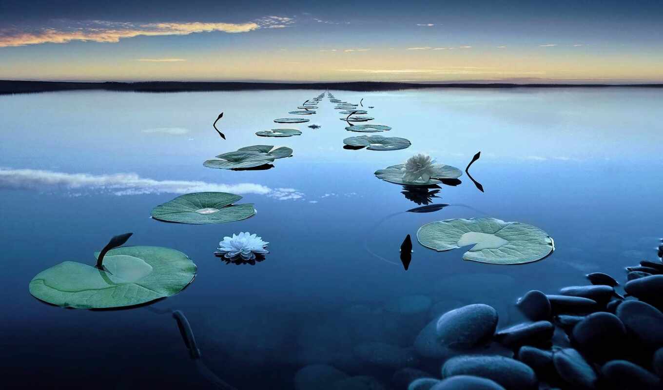 lake, flowers, smooth surface, smooth, water lily