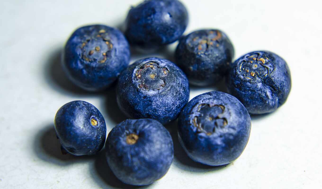farm, blueberries