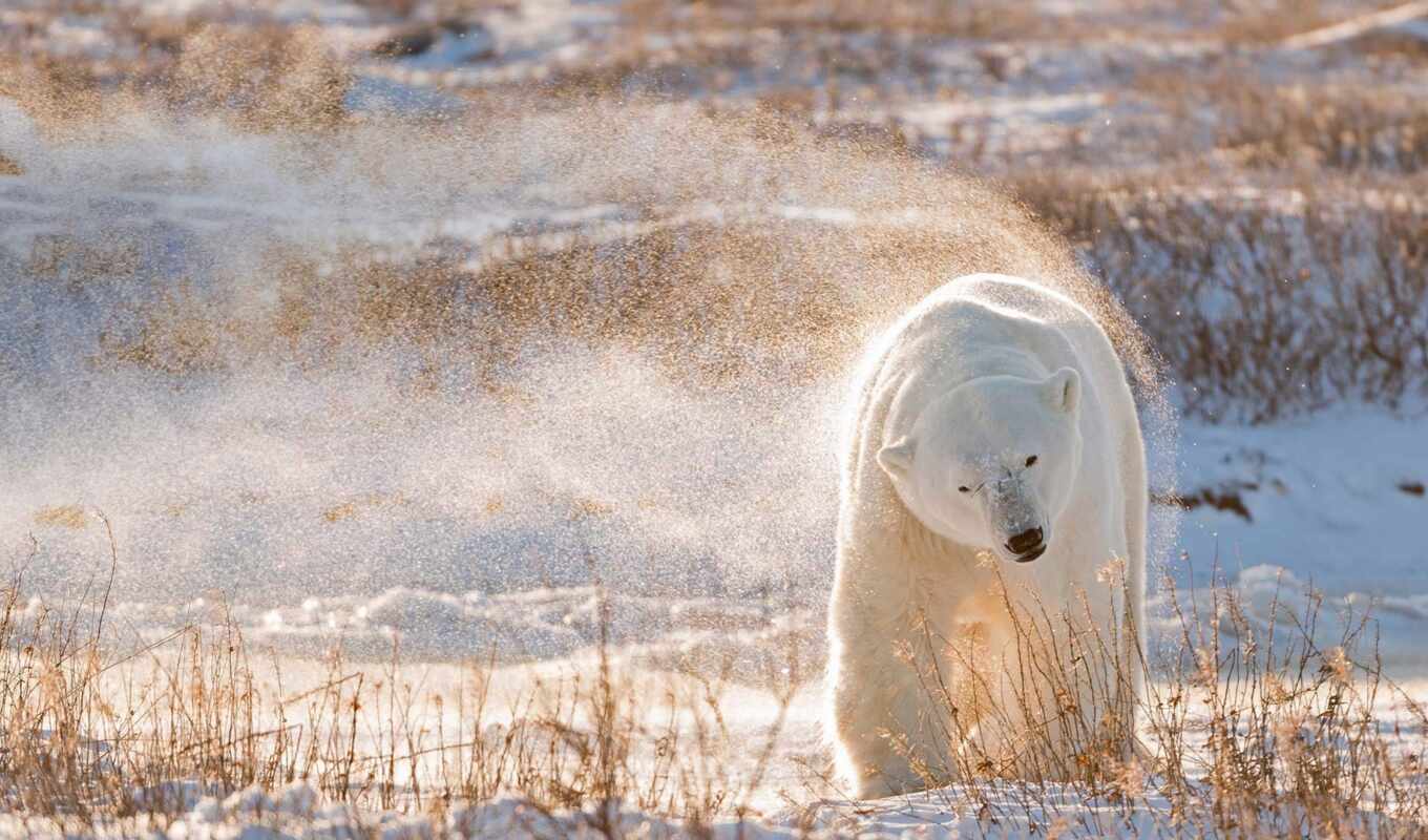 white, медведь, oir