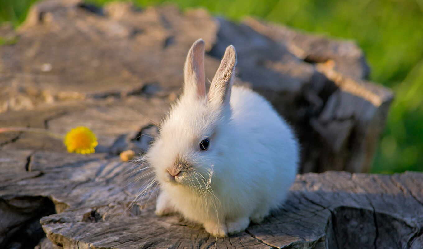fone, white, сидит, белом, животных, кролик, заяц, зайцы, белых, зайцев