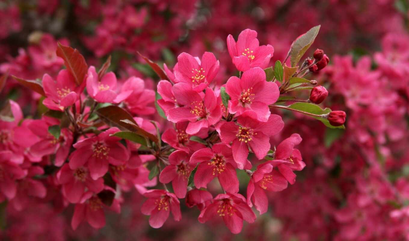 цветы, страница, Сакура, розовый, branch, весна, цветение, цветущая, лепестки, весенняя