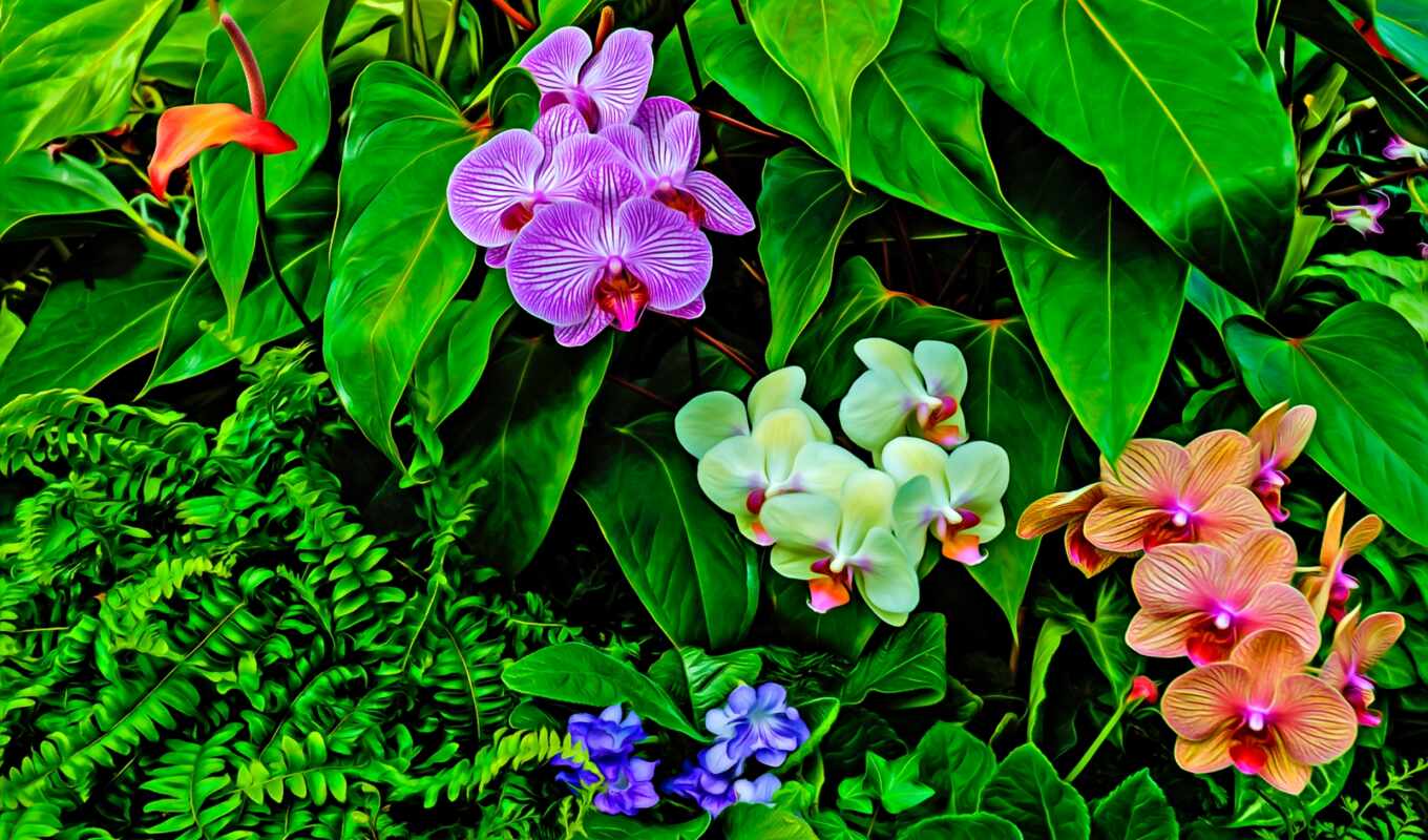 flowers, full, tapety, orchid, storczyki, wallpaper, you'll find