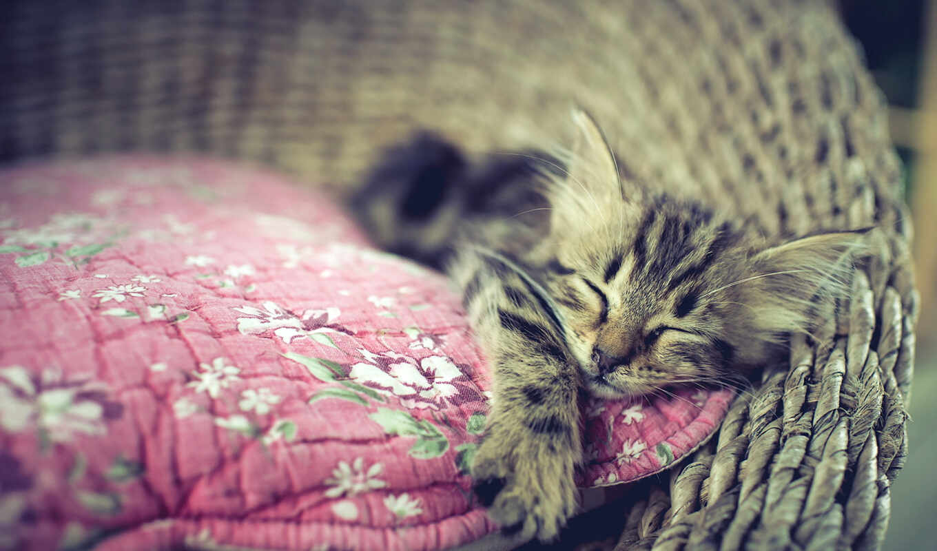 cat, dream, dreams, cats, animals, cats, sleeping, different, kitty, pashits, dessert