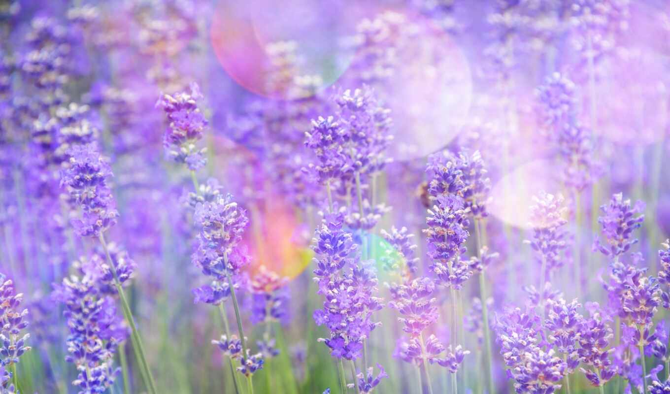 tapety, cvety, lavender, explore, блики, levandule, květiny