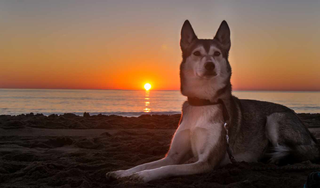 sunset, beach, dog, add, awesome, open, tag, state, kunming, asilomar, kunminskii
