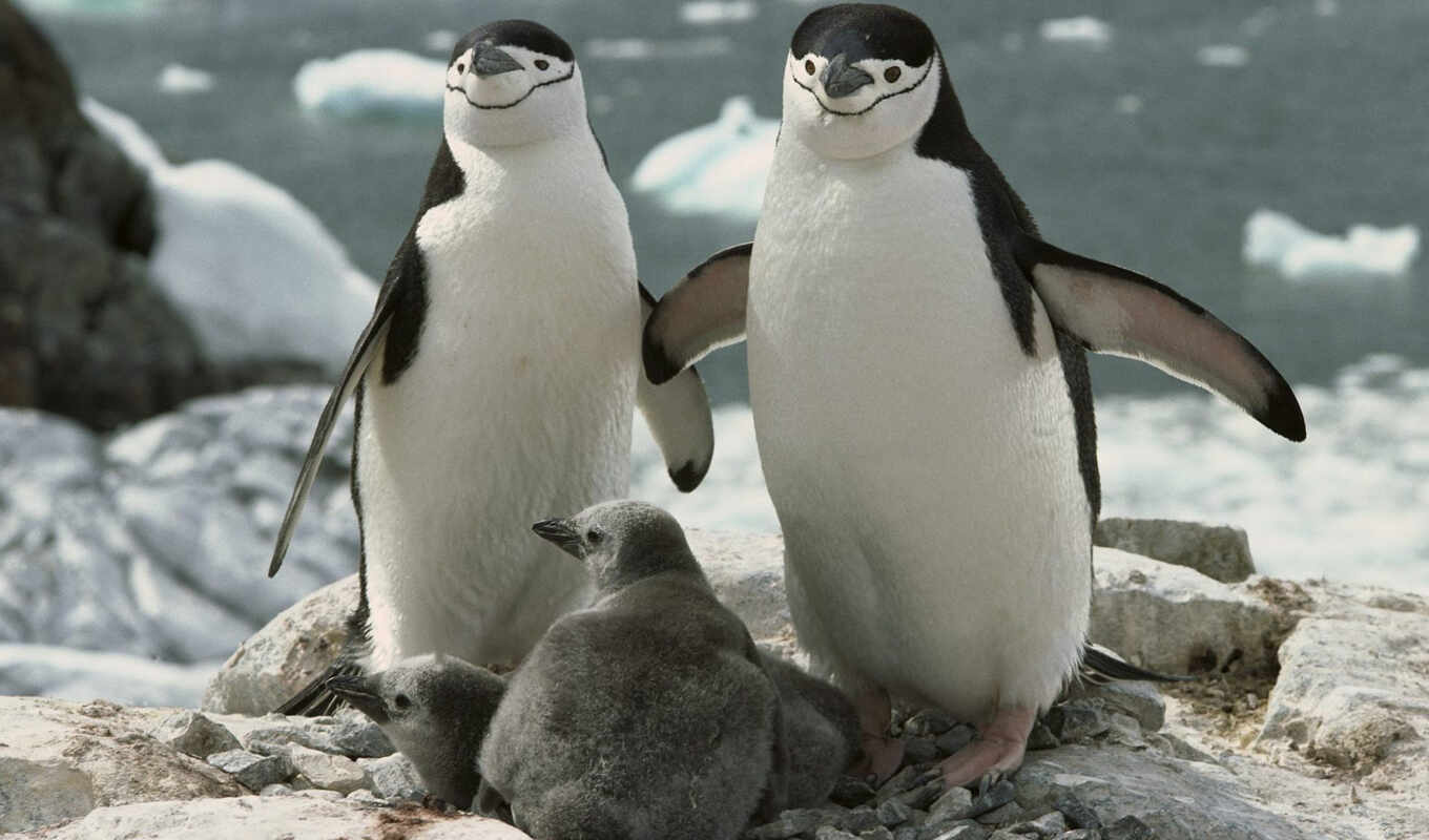 взгляд, они, интересно, пингвин, диг