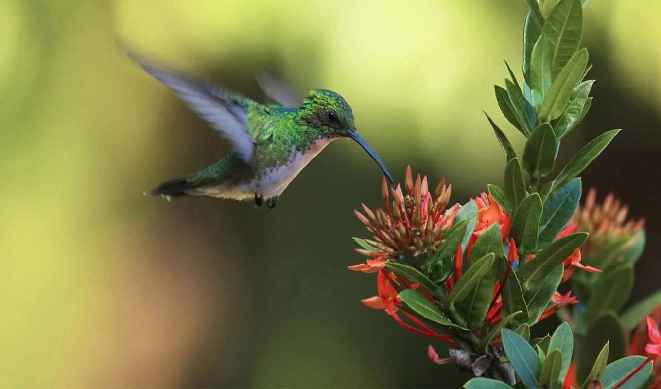 see, hummingbirds