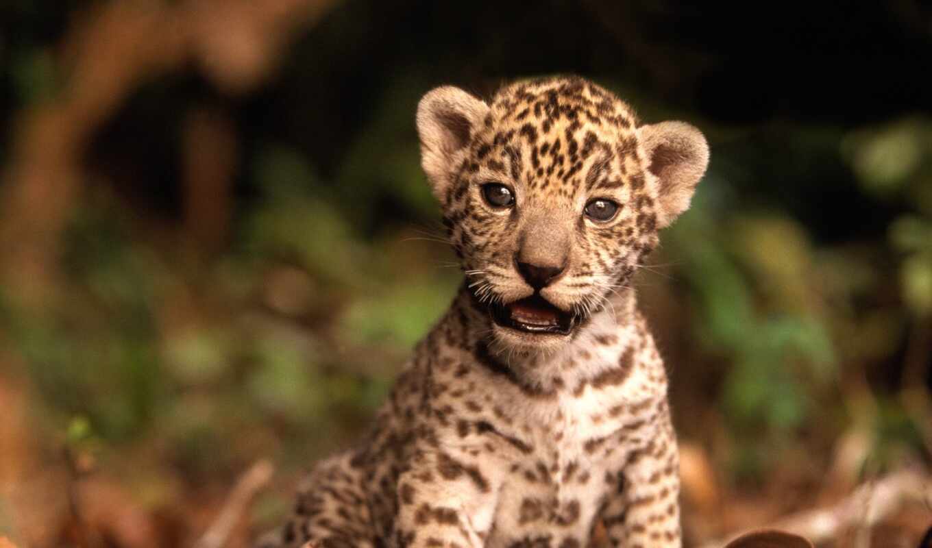 cute, animal, jaguar, baby