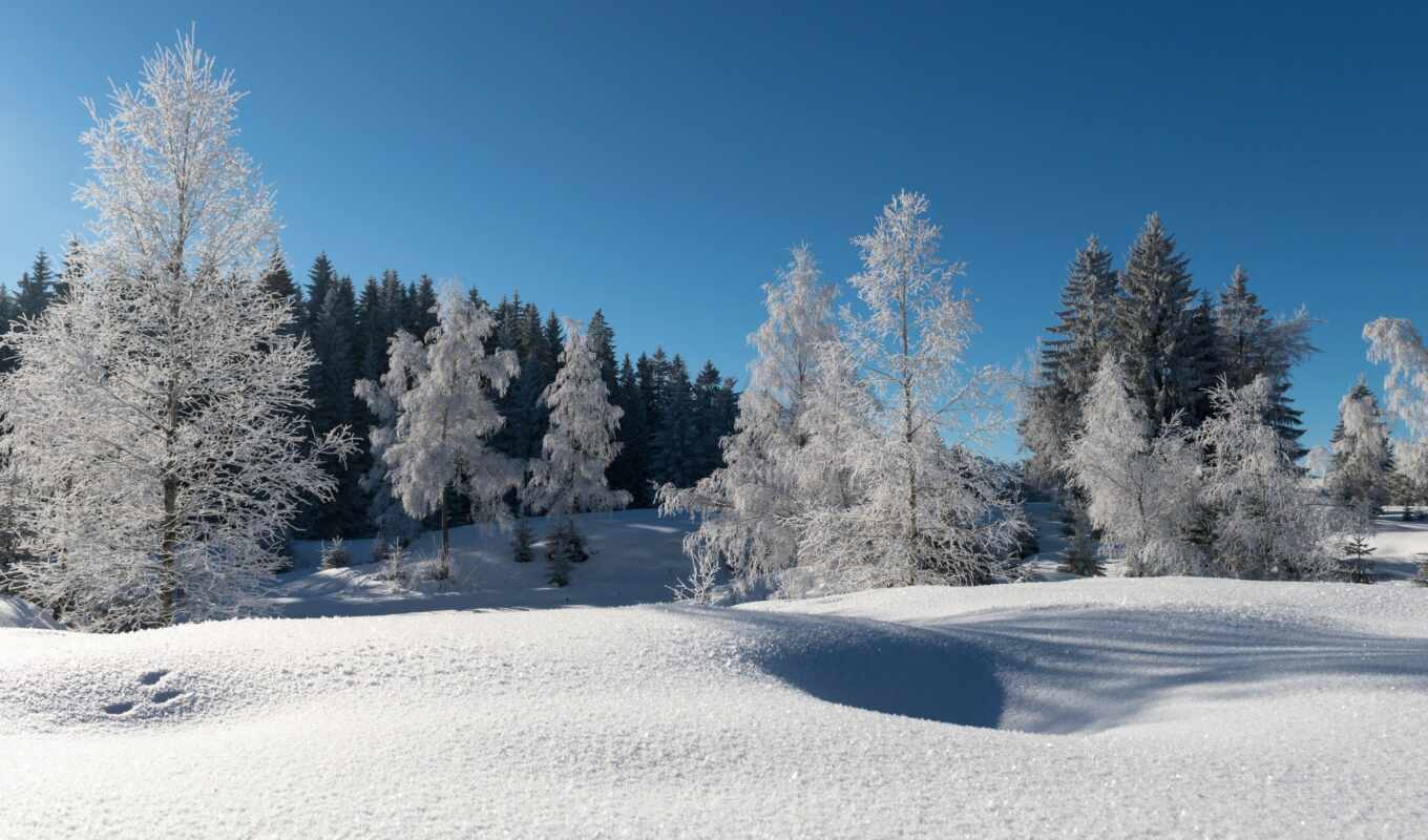небо, иней, снег, winter, лес, trees, синее