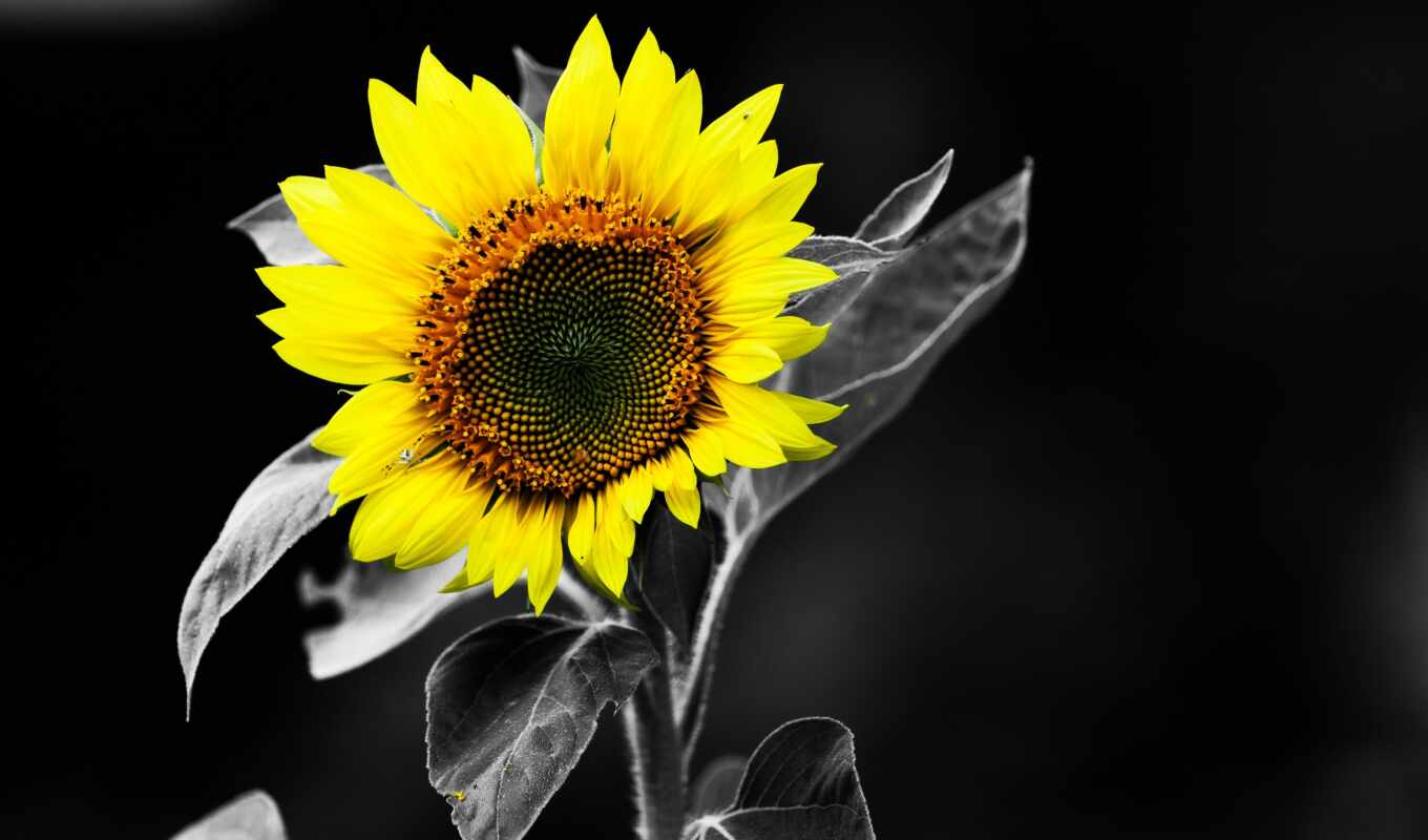 nature, android, sunflower, www, screen, noir, white