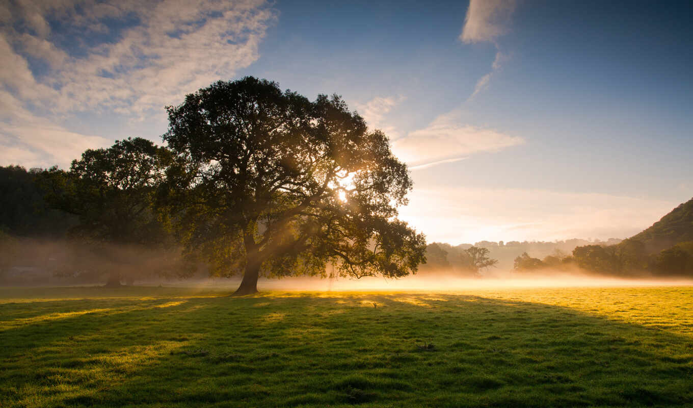 nature, picture, sun, tree, grass, field, nature, rays, good