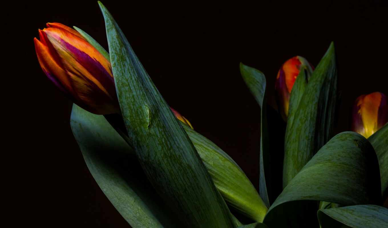 flowers, background, simple, plant, tulip, bud