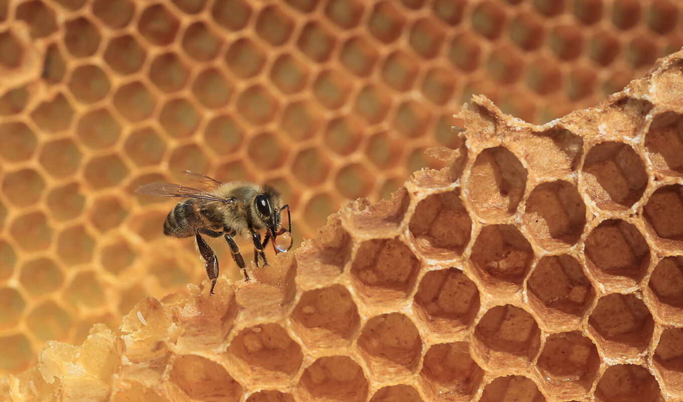 bee, honeycombs, animal, honey, insect, bee, makryi, panel