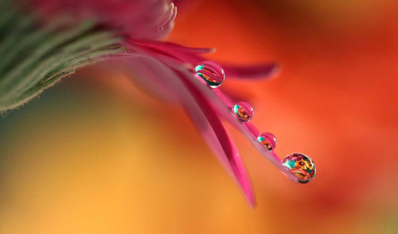 flowers, drop, water, petal, dew, a drop, gerbera, makryi